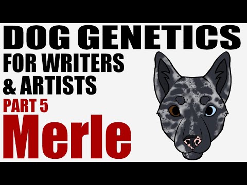 The Science Behind the Merle Gene in Animal Genetics
