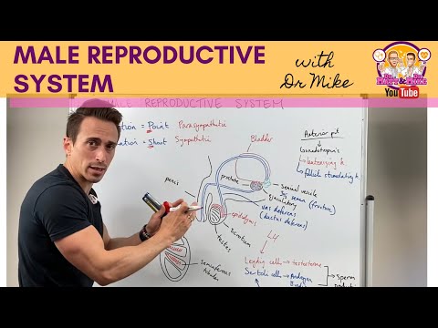 Male Pelvis Anatomy: Structure and Function in Human Biology