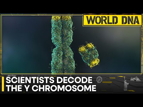 The Science of the Extra Y Chromosome in Human Genetics