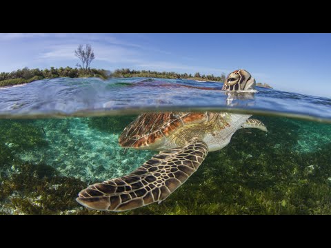 Oceans Unveiled: The Science of Marine Ecology
