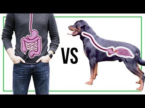 Anatomy and Function of the Dog’s Stomach for Pet Owners
