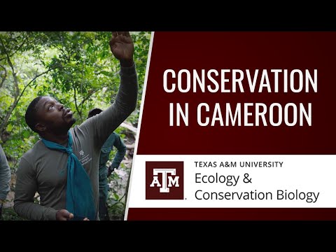 Promoting Biodiversity Through Conservation Biology Efforts