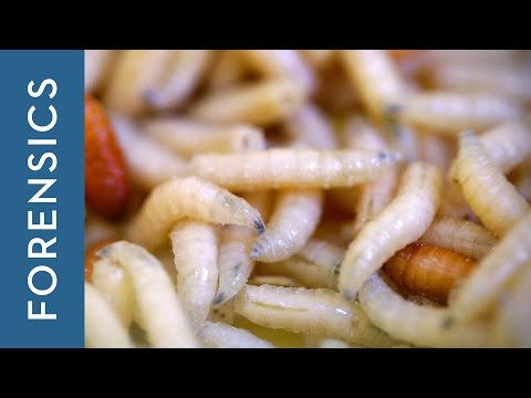 Forensic Entomology: Insights into Insect Evidence in Crime Scenes