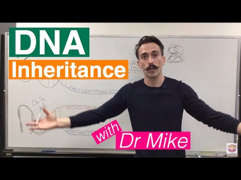 The Role of Recessive Genes in Genetic Traits and Disorders