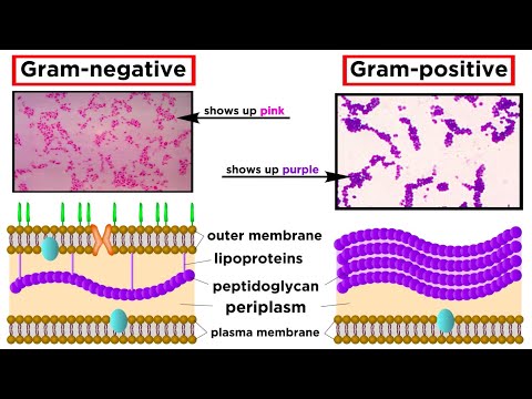 Prokaryote Structure and Its Role in Microbial Life