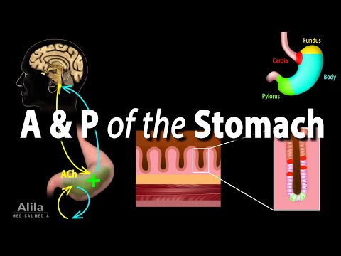 Anatomy of the Stomach: Key Parts and Their Functions