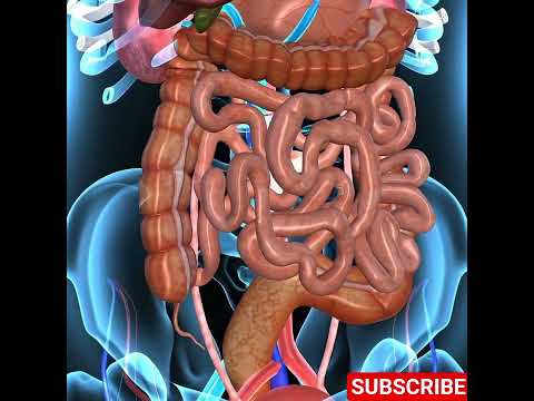 Colonoscopy Insights: Unveiling Colon Anatomy for Health