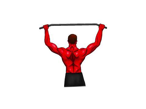 Scientific Insights into Muscle Anatomy Through Drawing
