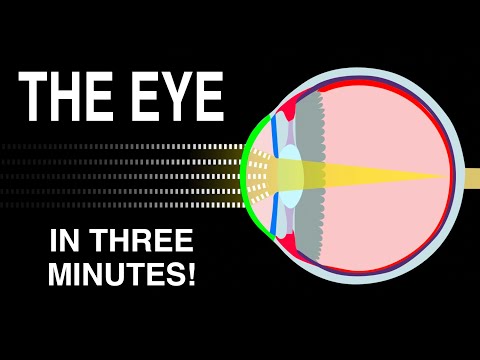 Anatomy of the Human Eye: A Scientific Perspective