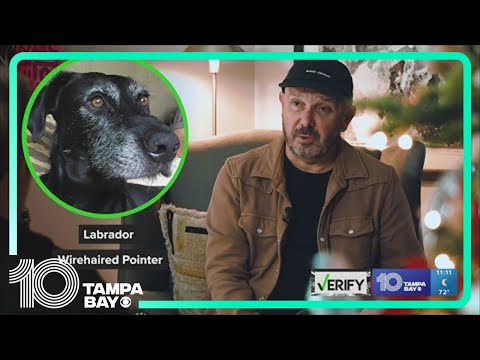 Unraveling Canine Genetics Through Dog DNA Research