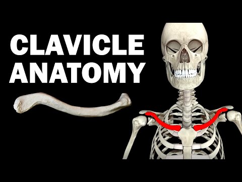 Clavicle Bone Anatomy and Its Role in Human Movement