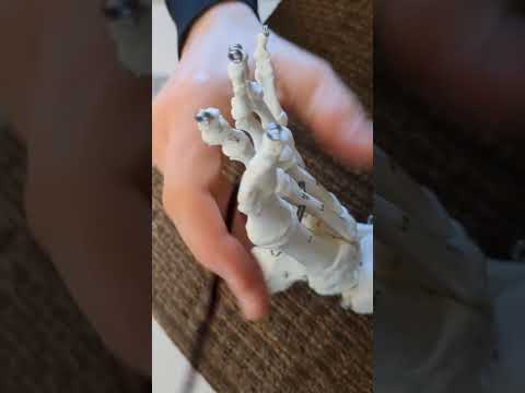 Foot Skeletal Anatomy Insights for Science Enthusiasts