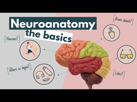 The Intricacies of Human Brain Anatomy in Science