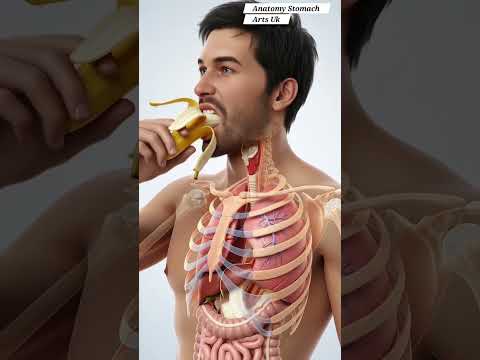 Visualizing the Human Body: Anatomy System Diagrams