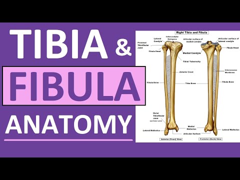 Tibia Anatomy: Structure and Function in Human Biology