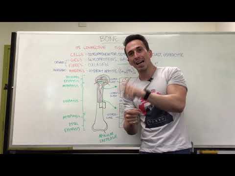 The Role of Long Bones in Human Mobility and Support