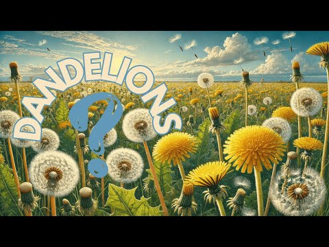 Dandelion Botany and Its Role in Ecosystem Health