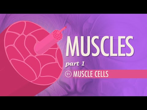 The Fascinating Role of Mouth Muscles in Human Biology
