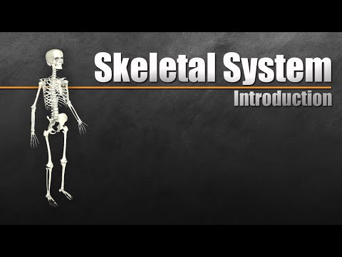 Key Components of the Human Skeletal System