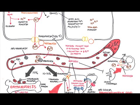 The Role of the HFE Gene in Iron Regulation and Health