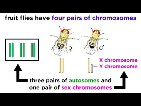 X Linked Inheritance and Its Role in Genetic Disorders
