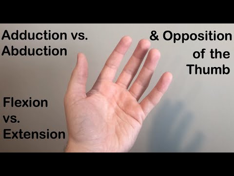 Anatomy of the Thumb Joint and Its Function in Human Movement