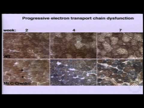 Mitochondrial Genes and Their Role in Human Health
