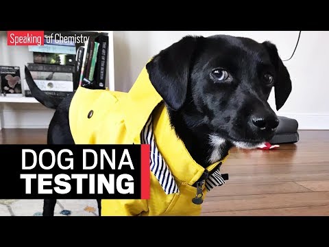 Science of Dog DNA Testing and Its Benefits for Owners