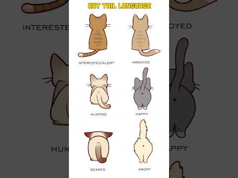 Scientific Insights into Cat Paw Anatomy and Function