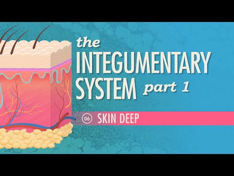 Detailed Diagram of Skin Structure for Scientific Study