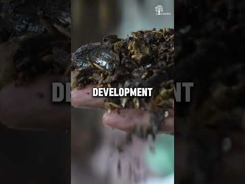 Innovative Biomass Plants: Advancing Renewable Energy Solutions