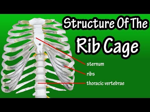 The Science Behind the Skeleton Rib Cage Structure