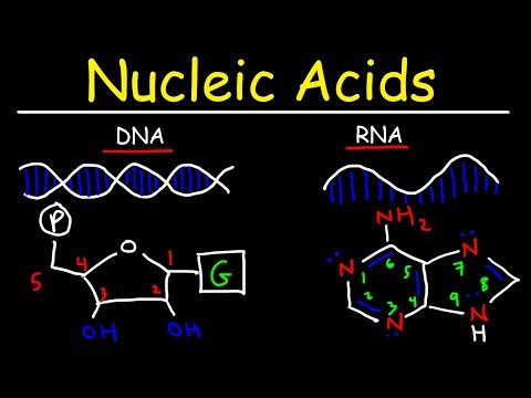 Chemical Structures That Shape Nucleic Acid Functions