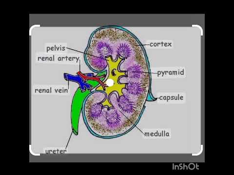 Kidney Anatomy Diagram for Scientific Education and Outreach