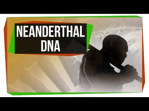 Neanderthal Genome’s Role in Shaping Modern Human DNA