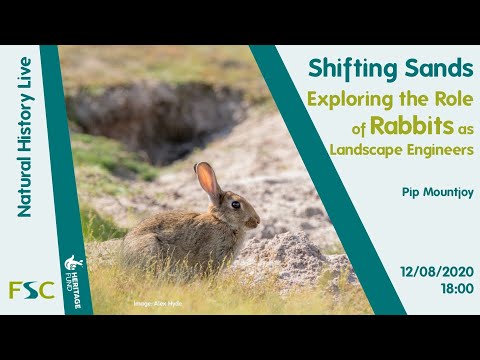 Rabbit Taxonomy and Its Role in Biodiversity Research