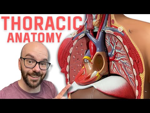 Female Chest Anatomy: A Scientific Perspective on Structure and Function
