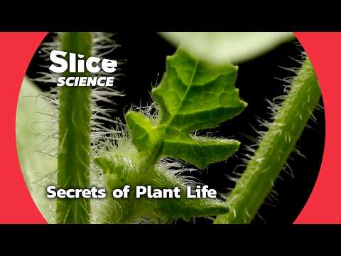 The Scientific Wonders of Plant Raven Biology