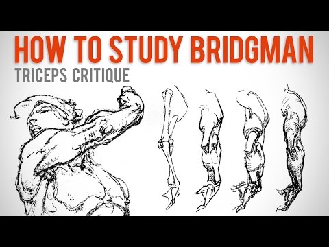 Bridgman Anatomy and Its Role in Modern Scientific Research