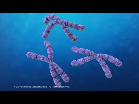 Cell Division: The Blueprint of Life in Action
