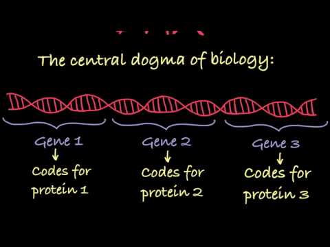 Genetics Terminology for Science Enthusiasts and Outreach