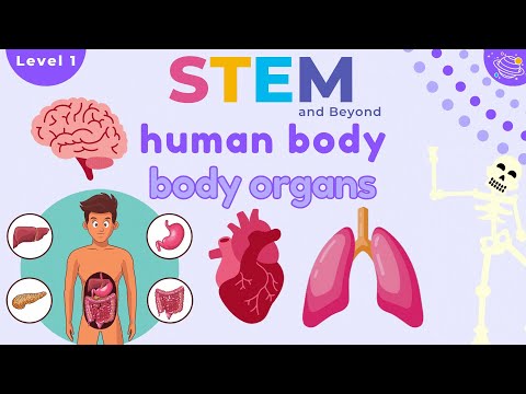 Human Body Anatomy Diagram for Science Enthusiasts