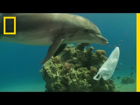 Plastic Bag Pollution and Its Ecological Consequences