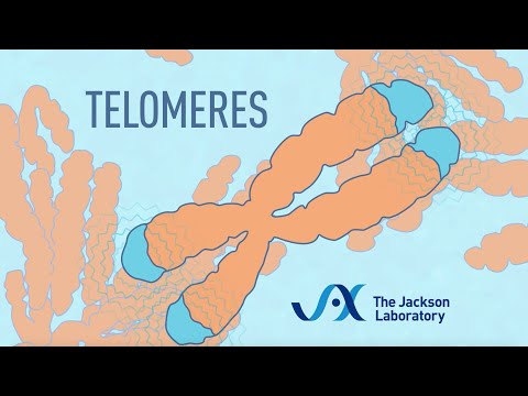 Telomeres and DNA Replication: Unraveling Cellular Aging