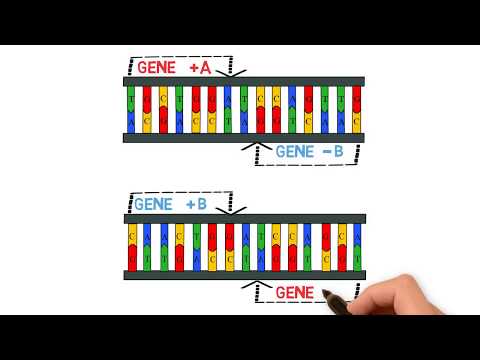 The Role of Duplicate Genes in Evolutionary Diversity