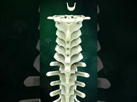 Anatomy Unveiled Through Human Skeleton Models in Science