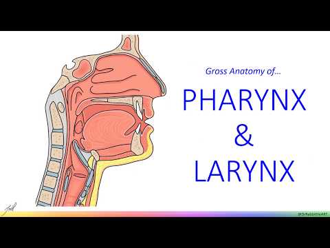 Pharynx Anatomy: Structure and Function in Human Biology
