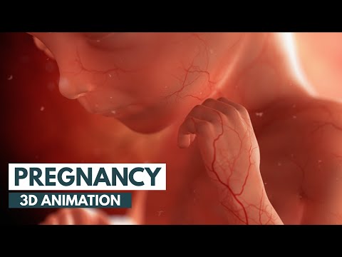Pregnancy Anatomy: Insights into Fetal Development and Growth