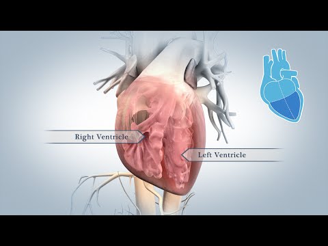 Anatomy of the Heart with Labeled Diagrams for Students