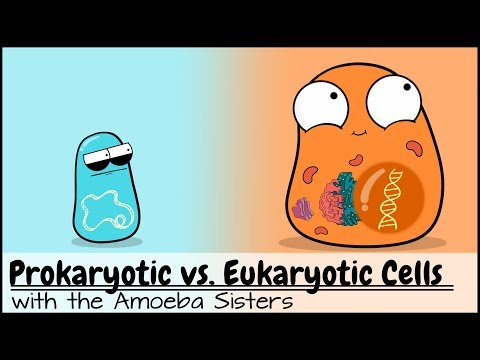 Prokaryotic Cells: Building Blocks of Life and Diversity